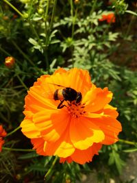 Close-up of bee on yellow flower