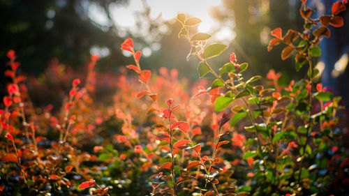 Close-up of red flowering plants