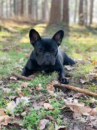 Portrait of black dog on field