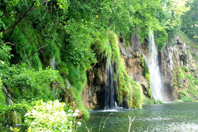 Scenic view of waterfall in forest