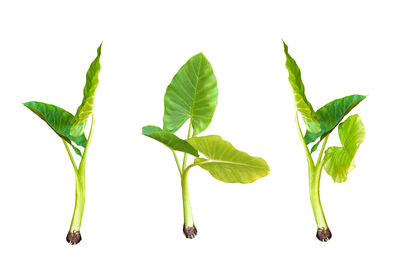 Close-up of leaves against white background