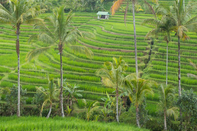 Scenic view of rice field