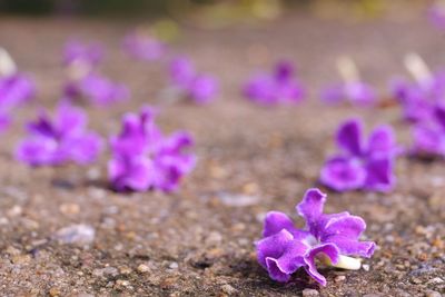 Close-up of purple crocus flowers