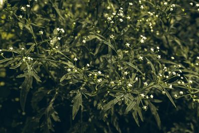 Close-up of fresh green leaves