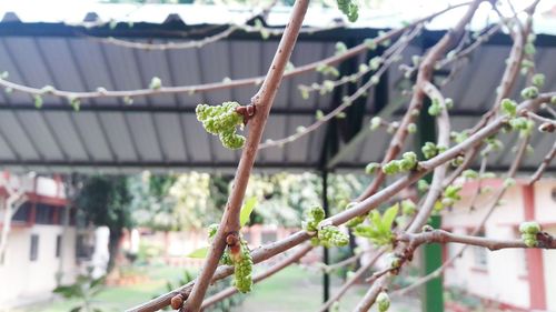 Close-up of plant