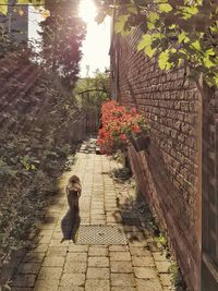 Cat amidst plants