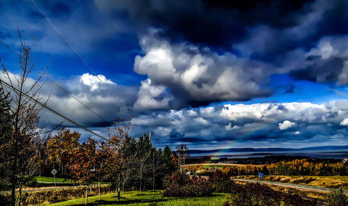 Storm clouds over trees