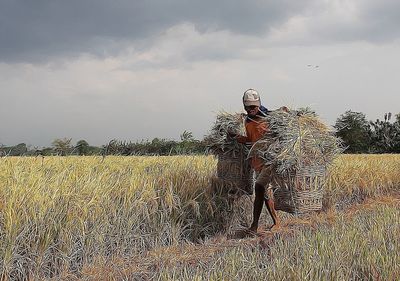 Crop on field against cloudy sky