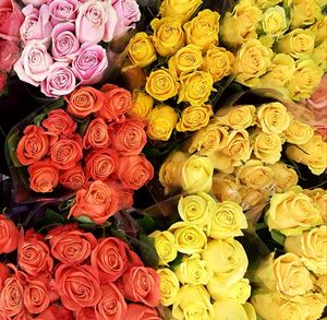 Full frame shot of multi colored roses