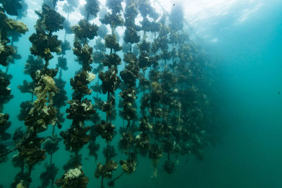 View of fish swimming in sea