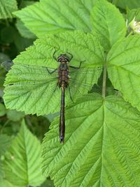 Close-up of insect on leaves