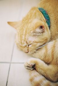 Close-up of a cat resting on tiled floor