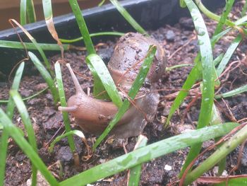 High angle view of lizard on field