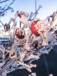 Close-up of frozen plant