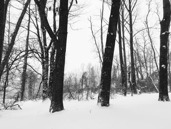 Snow covered trees in forest