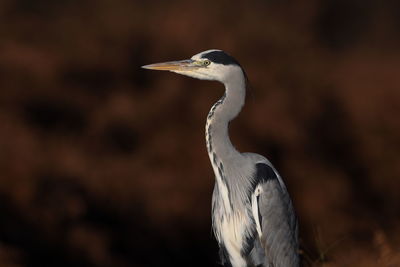 Close-up of bird