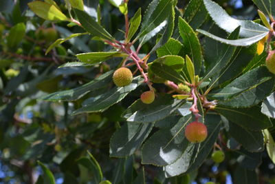 Close-up of fruits on tree