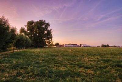 Trees on field against sky during sunset