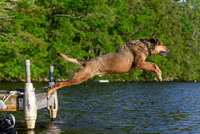 Large dog leaping off a dock into a lake 