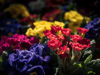 Close-up of multi colored flowering plants