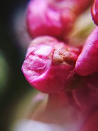 Close-up of hand on flower