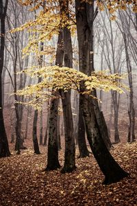 Trees growing in forest during autumn