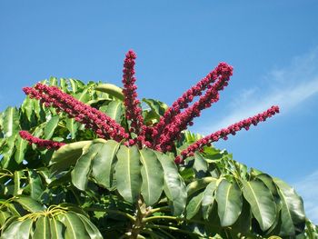 Low angle view of cactus plant against blue sky