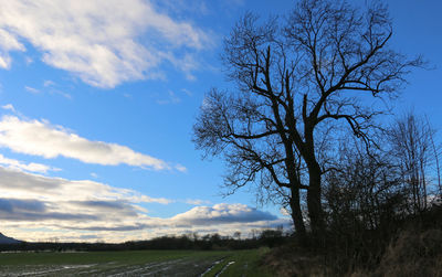 Bare trees on landscape against cloudy sky