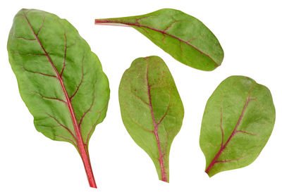 leaf