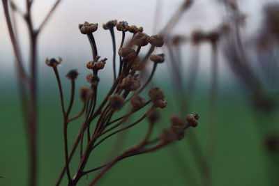 Close-up of wilted flower plant