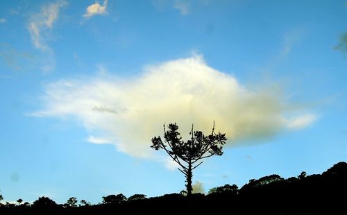 Low angle view of silhouette trees against sky