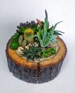 High angle view of potted plant on table against white background