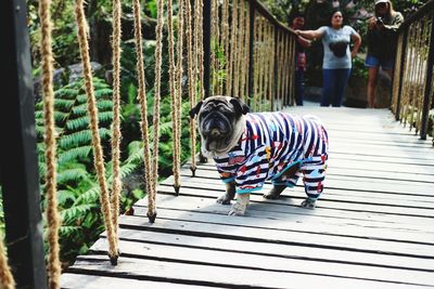 Dog wearing pet clothing while standing on footbridge