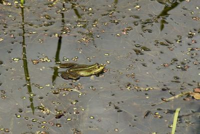 High angle view of fish swimming in lake