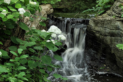 Stream flowing through rocks in forest