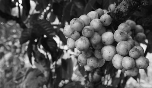 Close-up of berries growing on tree