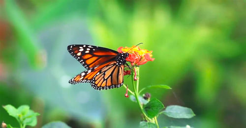 Close-up of butterfly pollinating on flower