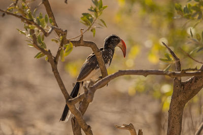 Low angle view of bird perching on tree