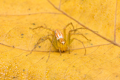 Close-up of spider on yellow leaf