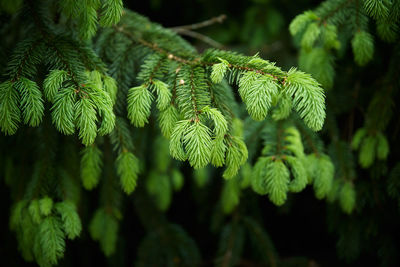 Green spruce branch close up. nature background