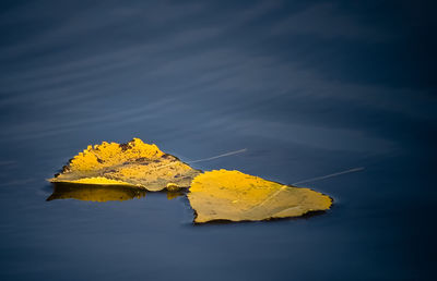 Close-up of autumn leaf floating on water