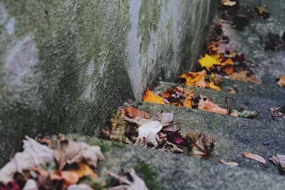 Surface level of autumn leaves