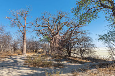 Bare trees on field against clear sky