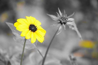 Close-up of yellow flower