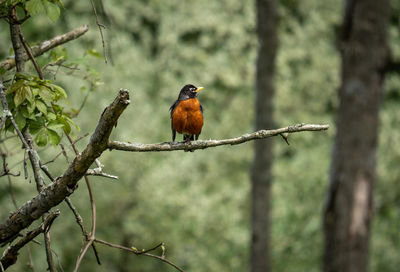An american robin perched on a branch in the forest.