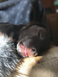 Close-up of dog sleeping