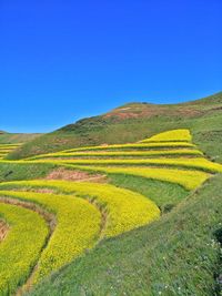 Scenic view of agricultural field against clear blue sky