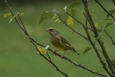 Close-up of bird perching on branch