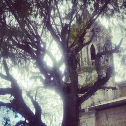 Low angle view of trees