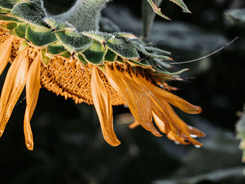 Close-up of wilted flower